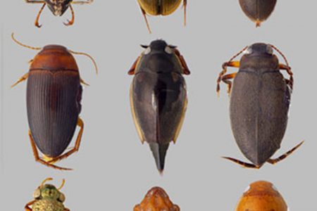 An example of the rich biodiversity of the area: Some of the different types of beetles recorded by the WWF-sponsored scientific expedition to Parabara earlier this month.

