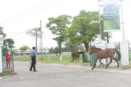 Admissions? Horses invading the University of Guyana compound yesterday much to the consternation of the security guard on duty. (Photo by Arian Browne)