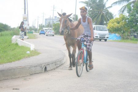 Leading the horse to… Man on a bicycle leading his horse to water maybe? Or perhaps just out of harm’s way along the Railway Embankment near the University of Guyana. (Photo by Arian Browne)