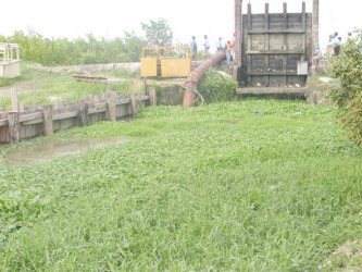 Thick weeds at the Windsor Forest koker on the West Coast of Demerara. 