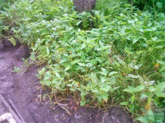 Calalloo growing in a resident’s yard