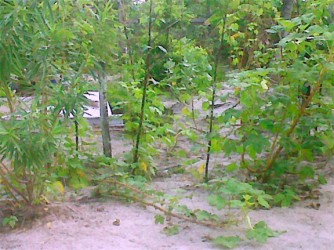 A section of Sookhon’s kitchen garden where he plants pumpkin and ochro