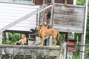 Dogs watching over their owner’s home at Dairy Farm Road, Bel Air, ECD yesterday.