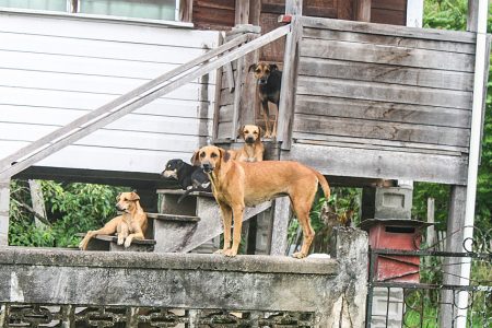 Dogs watching over their owner’s home at Dairy Farm Road, Bel Air, ECD yesterday.