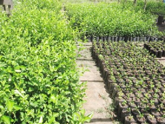 Tacama citrus nursery