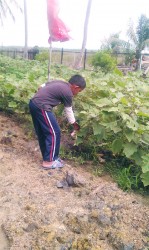 A young boy picking boulanger in his garden  