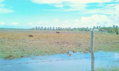 The view from Deonarine Ramnarine’s backyard 