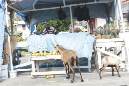 Taste and … Bold sheep attacking a parcel of mangoes on a stall along the Railway Embankment at Buxton, East Coast Demerara yesterday, while the stallholder remained blissfully unaware of what was happening. (Photo by Arian Browne)
