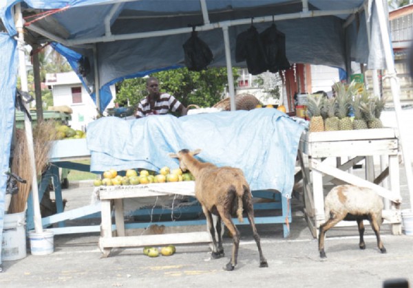 Taste and … Bold sheep attacking a parcel of mangoes on a stall along the Railway Embankment at Buxton, East Coast Demerara yesterday, while the stallholder remained blissfully unaware of what was happening. (Photo by Arian Browne) 