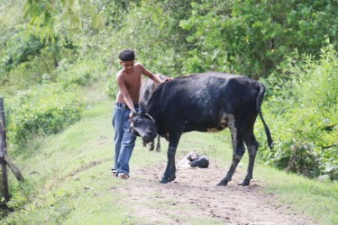 This young boy tries to catch one of the cows.  