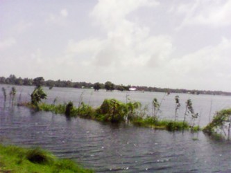  Farmland under water at Airy Hall, Essequibo Coast 