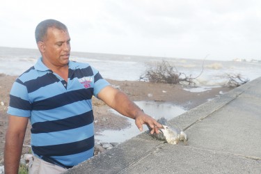 A bird slammed by the high tide into the Kitty seawall pecks at its rescuer.