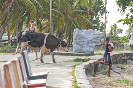 Close encounter:  This cow broke free from his grazing area and gave this father and child (at right) a scare at the Kingston seawall on Saturday.
