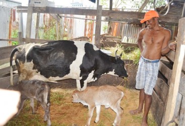 A proud Deo Narine with the twin bulls and their mother