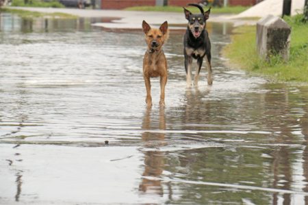 A game of tag with dogs through floodwaters.
