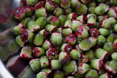 Make pectin with Sorrel seeds (Photo by Cynthia Nelson) 