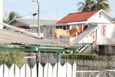 A dog on a rooftop in the scheme 