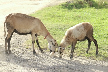 Goats sharing a tennis roll in Sea View. 