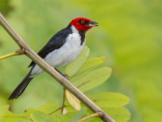 A Red-capped Cardinal (Paroaria gularis) in Schoon Ord, West Bank Demerara (Photo by Kester Clarke)