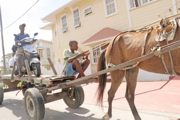 Tow cart?   A scooter being transported atop on horse cart along Avenue of the Republic yesterday (Photo by Arian Browne)