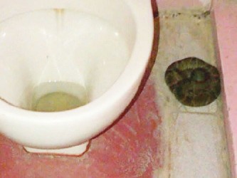 A snake in a washroom at the Anna Catherina Nursery School.