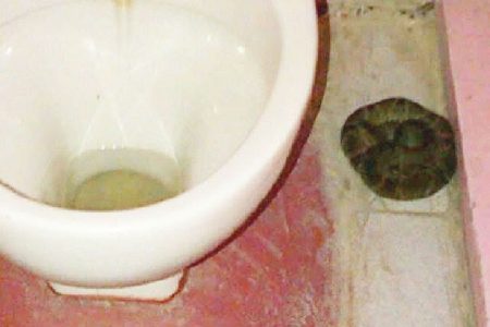 A snake in a washroom at the Anna Catherina Nursery School.