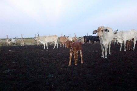 Cows in the corral at Karaudarnau