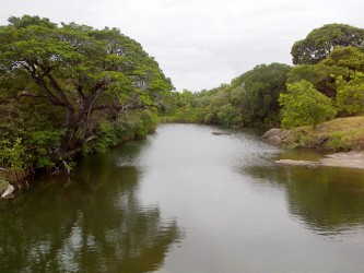 A stream in the savannah