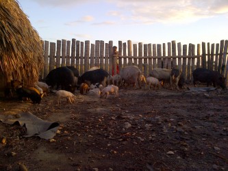 Feeding the pigs at Karaudarnau