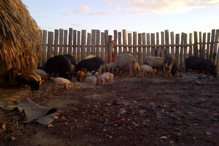 Feeding the pigs at Karaudarnau