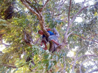 Picking jamoon 