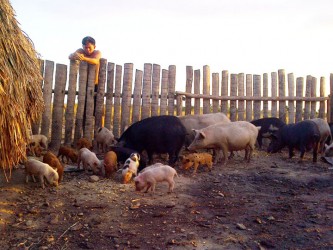 Feeding the pigs