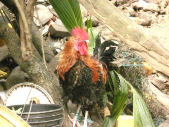 A cock in Mutilla Britton's yard