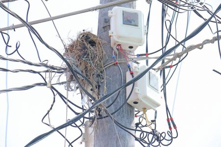 This bird nest found a cozy haven on a Robb Street utility pole.