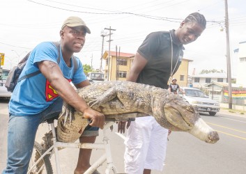 This huge caiman, snout firmly bound, was being transported on a bclycle along Saffon Street yesterday. (Arian Browne photo)