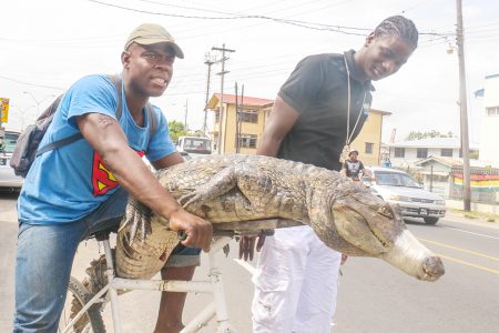 This huge caiman, snout firmly bound, was being transported on a bclycle along Saffon Street yesterday. (Arian Browne photo)