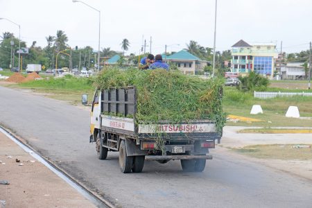 This canter was piled high with grass along the Carifesta Avenue seawall yesterday.