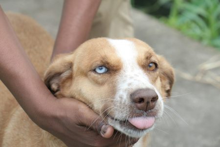 This dog along Front Road, West Ruimveldt flaunted different eye colours