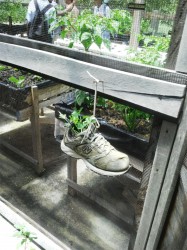 An old sneaker used to grow vegetables