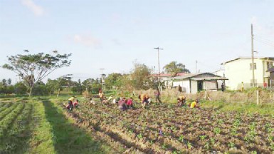 GSA students working in the fields (Ministry of Agriculture photo)