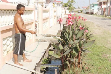 Watering  the plants 