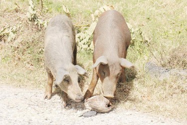 Pigs playing with a coconut shell