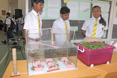 QC students describing soilless cultivation in a hydroponicum 