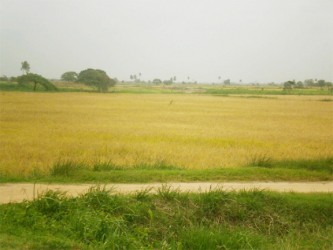 A rice field in the village