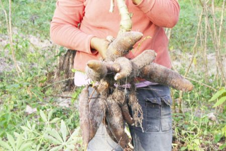 First crop: Marcia displays part of her first crop of cassava