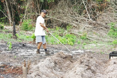 Mr Kwang at work on Marcia’s cassava patch