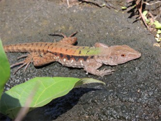 Striped Forest Whiptail lizard (Photo by Matt Hallett)