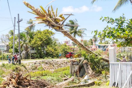 Timber! Workers pulling down a coconut tree along the Railway Embankment in Good Hope to make room for Guyana Power and Light high-powered lines. (Photo by Arian Browne)