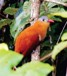 Black-bellied Cuckoo  