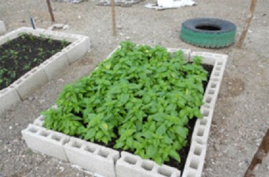 Cultivating food in a concrete block